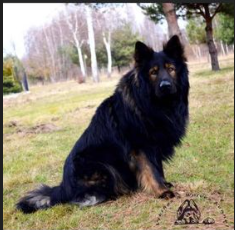 Grand-Père Paternel Yoda